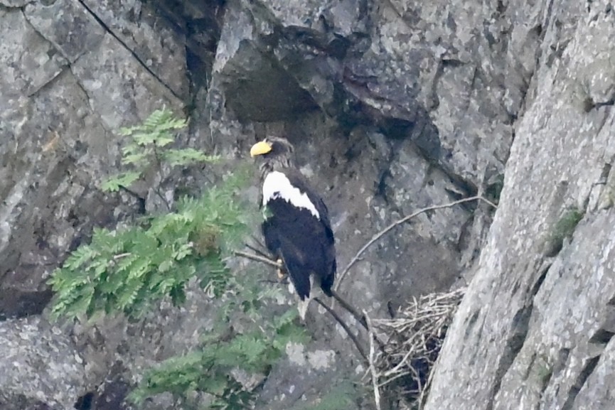 Steller's Sea-Eagle - ML638908171