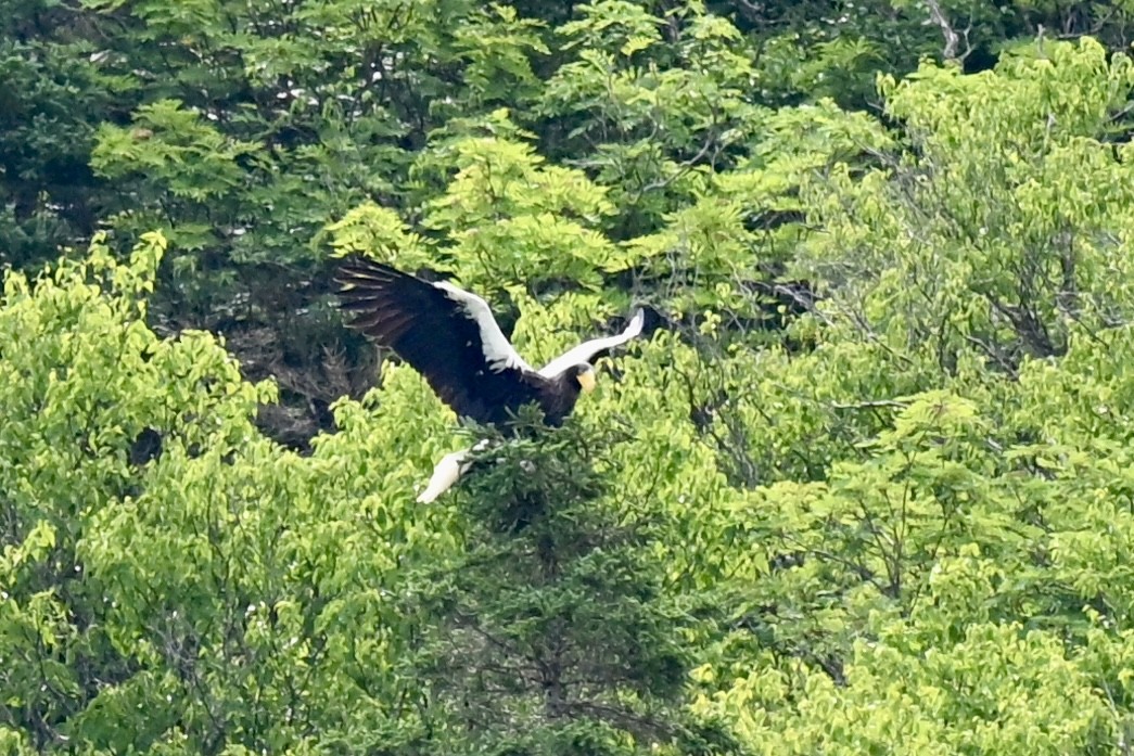 Steller's Sea-Eagle - ML638908172