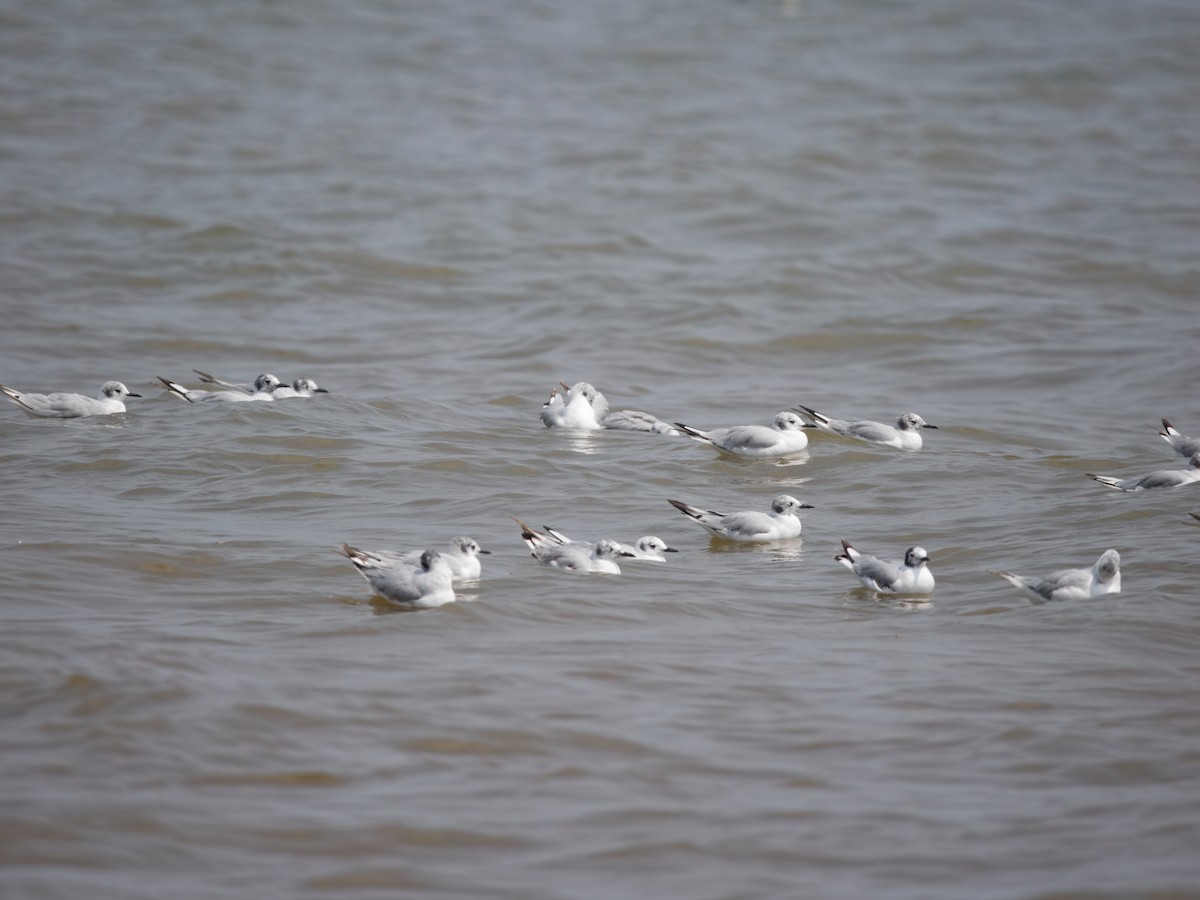 Bonaparte's Gull - ML638908189