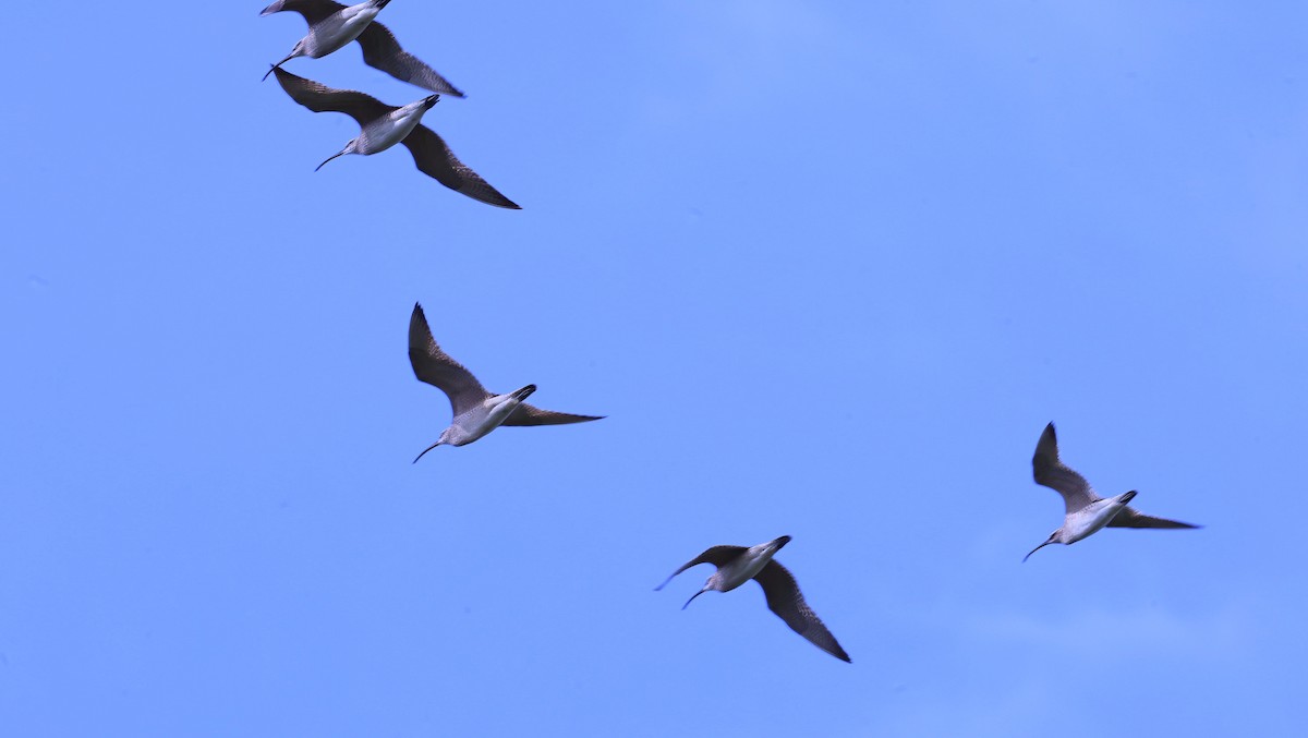 Whimbrel - ML638908212