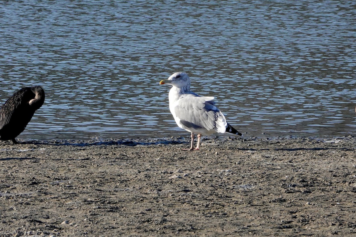 sibirmåke - ML638908216