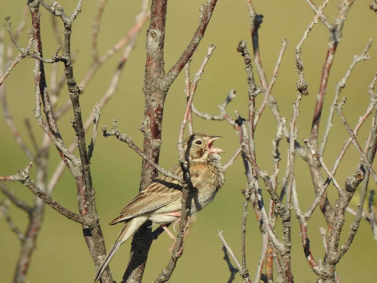 Vesper Sparrow - ML638908230