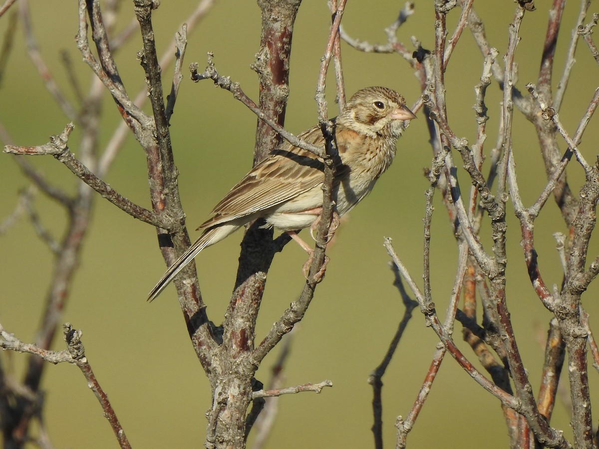 Vesper Sparrow - ML638908232