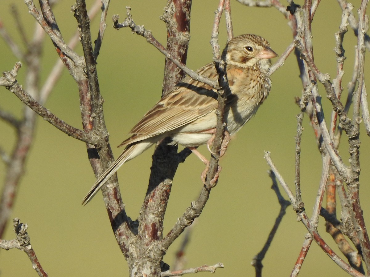 Vesper Sparrow - ML638908233