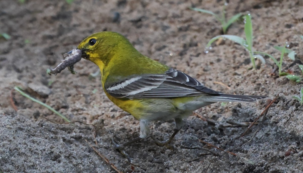 Pine Warbler - ML638908244