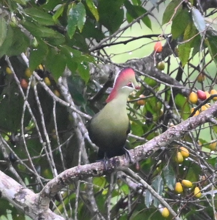 Touraco de Fischer - ML638908249