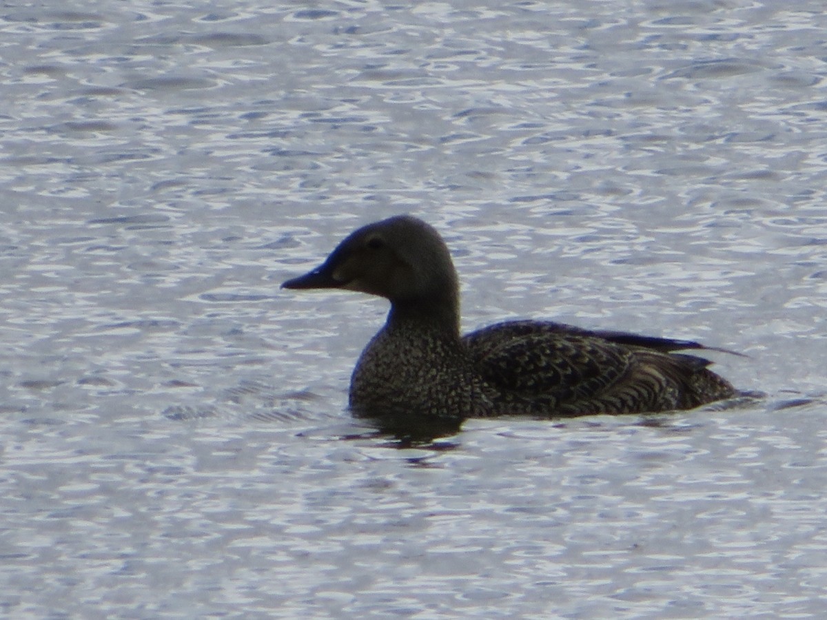 King Eider - ML638908291