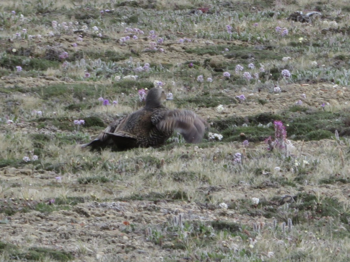 Common Eider - ML638908311