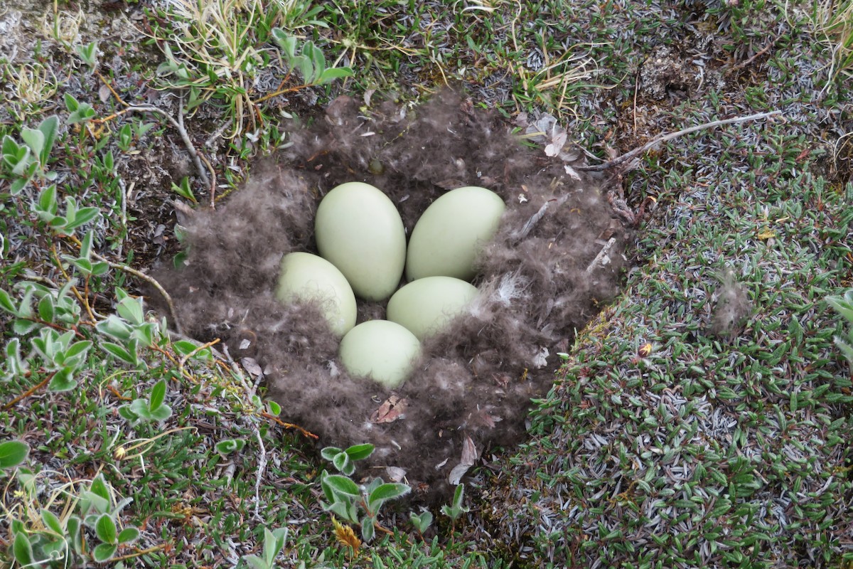 Common Eider - ML638908313