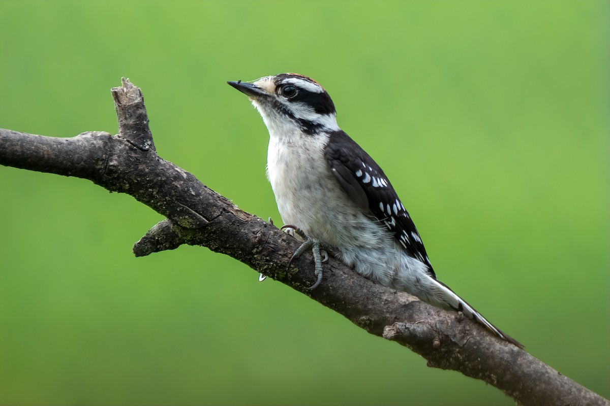 Downy Woodpecker - ML638908330