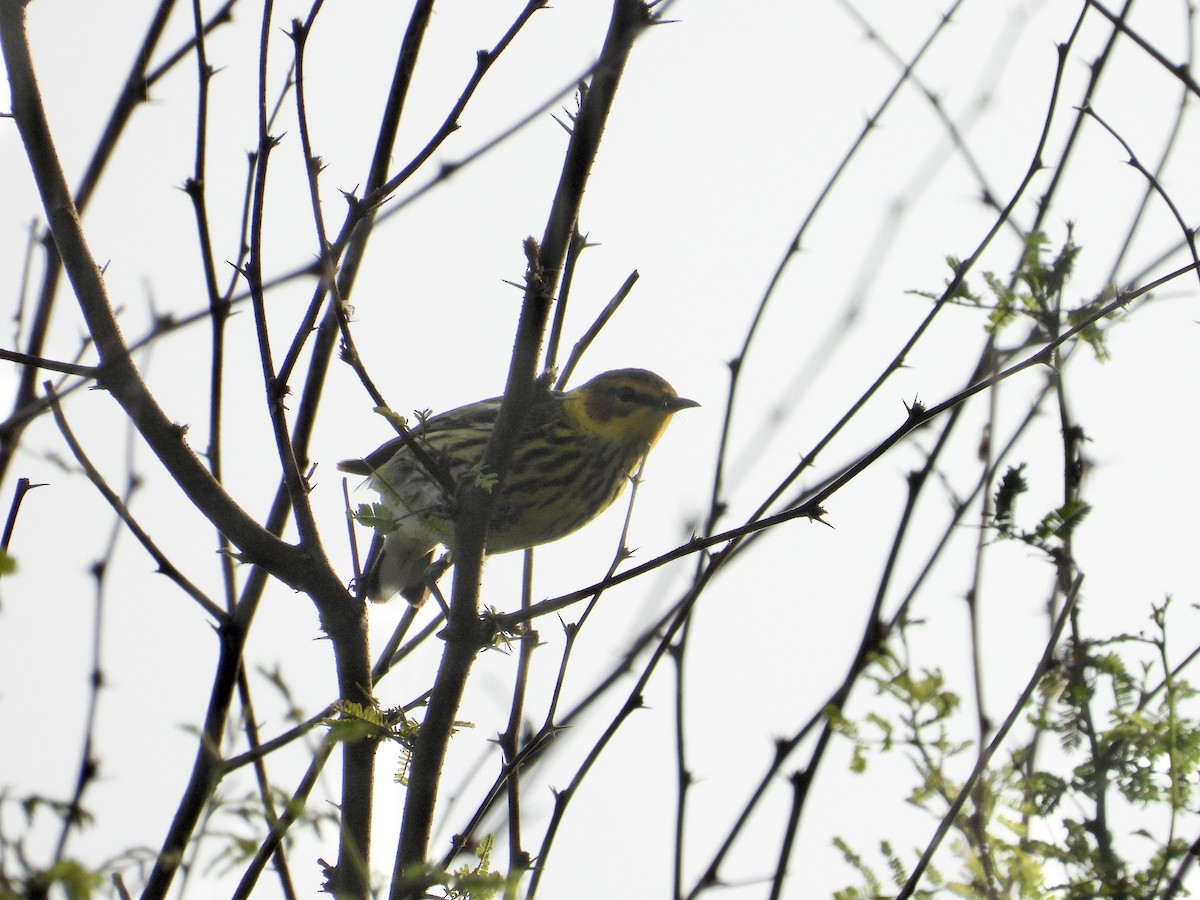 Cape May Warbler - ML638908376