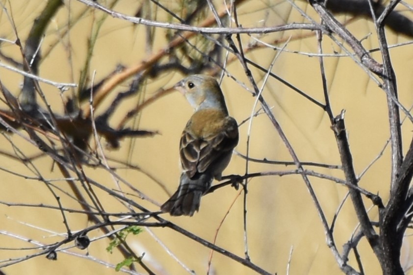 Blue Grosbeak - ML638908383