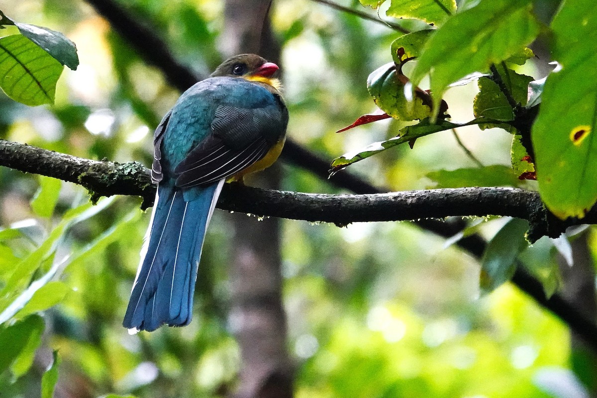 Javan Trogon - ML638908403