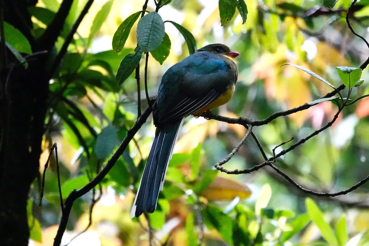 Javan Trogon - ML638908405