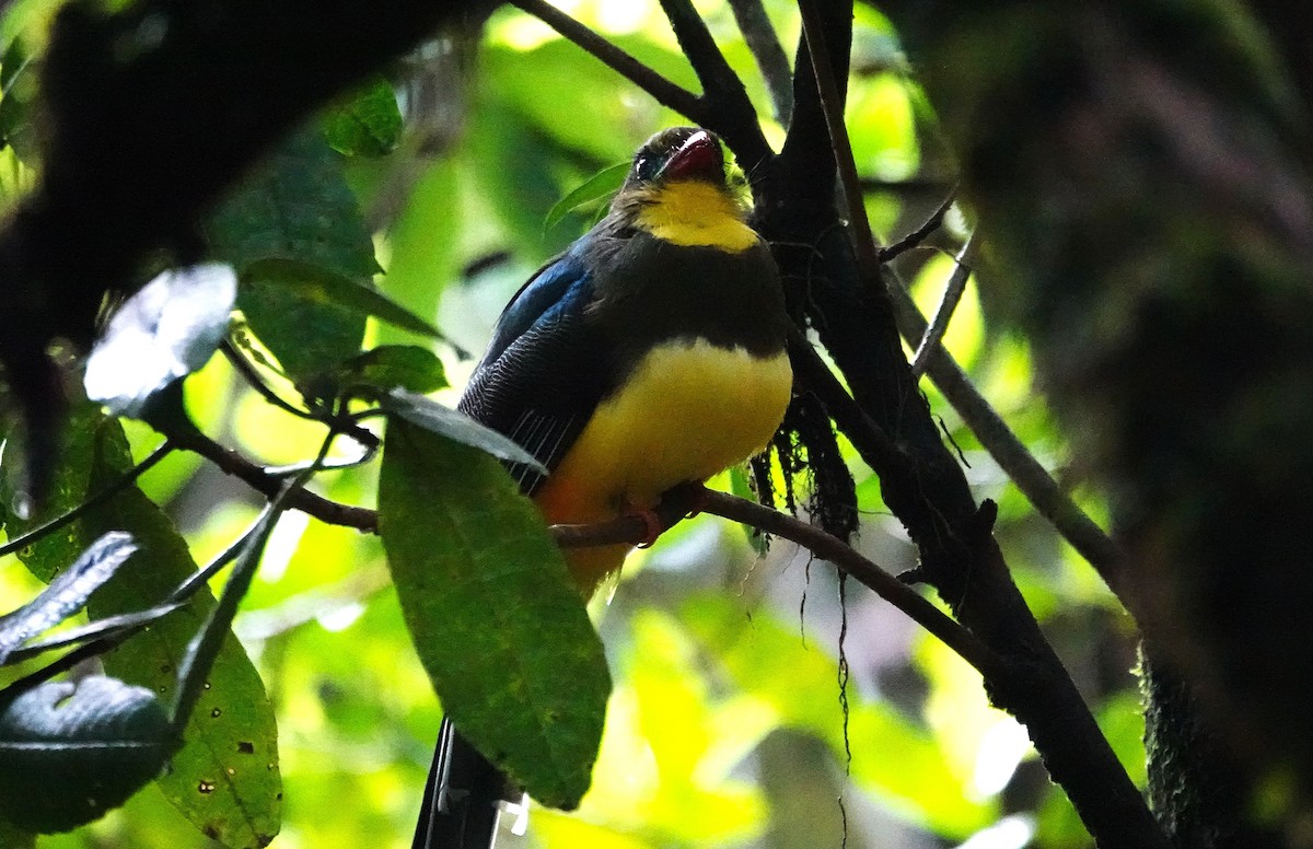 Javan Trogon - ML638908407