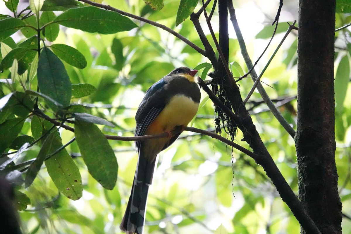 Javan Trogon - ML638908409