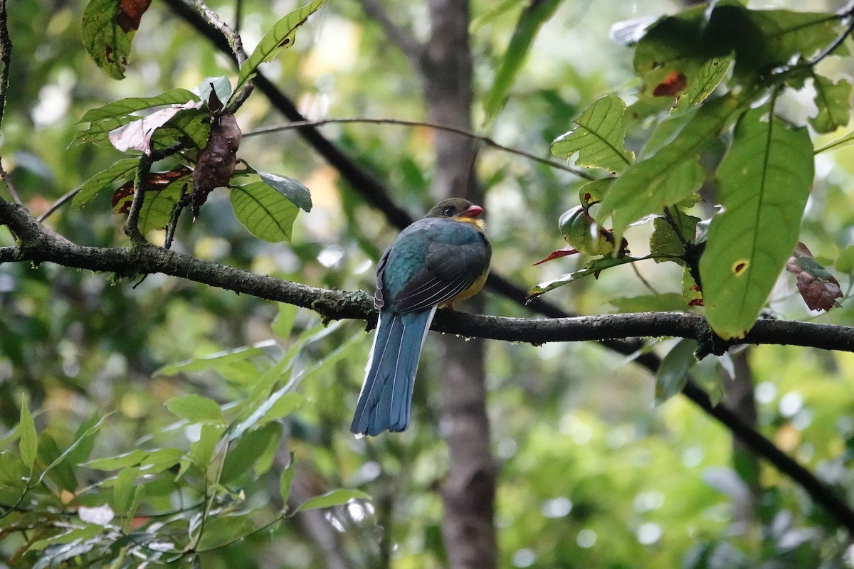 Javan Trogon - ML638908410