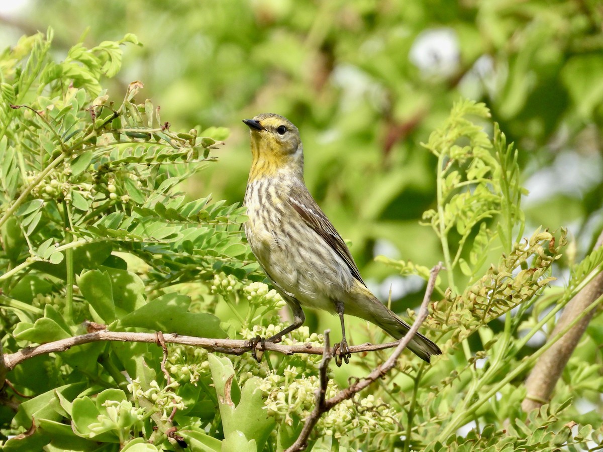 Cape May Warbler - ML638908424