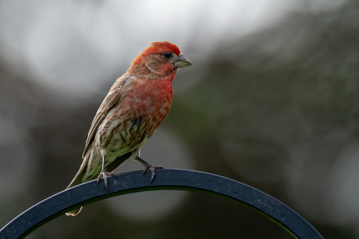 House Finch - ML638908426