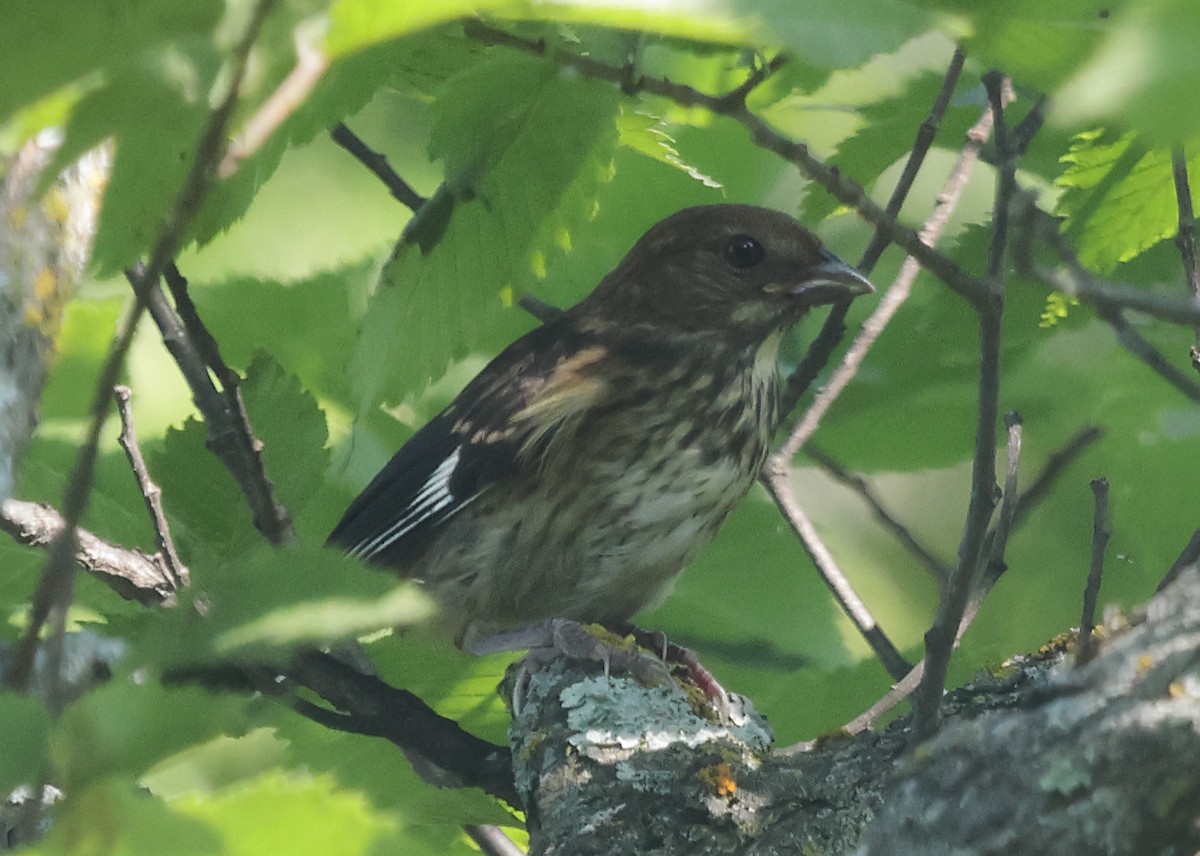 Eastern Towhee - ML638908440