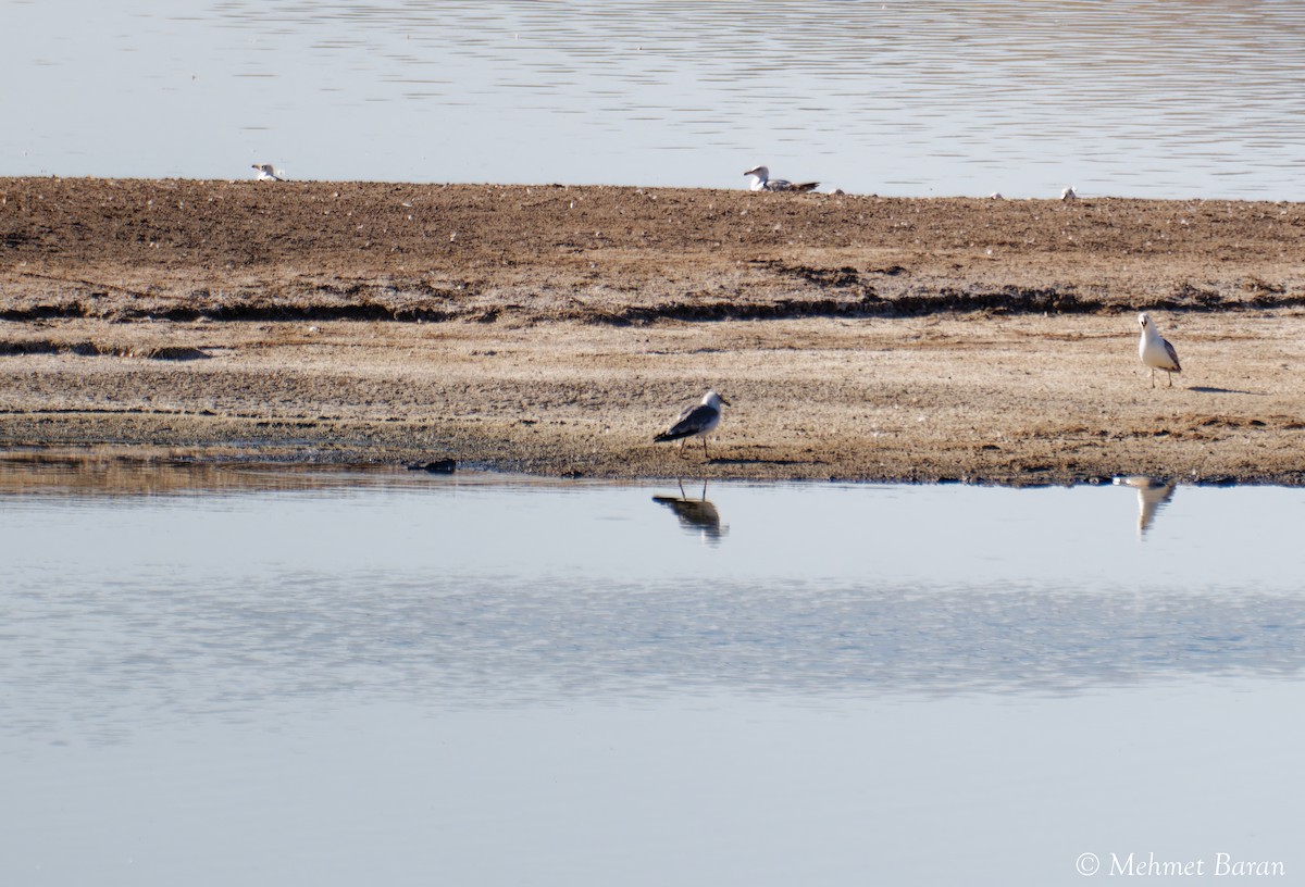 Armenian Gull - ML638908485