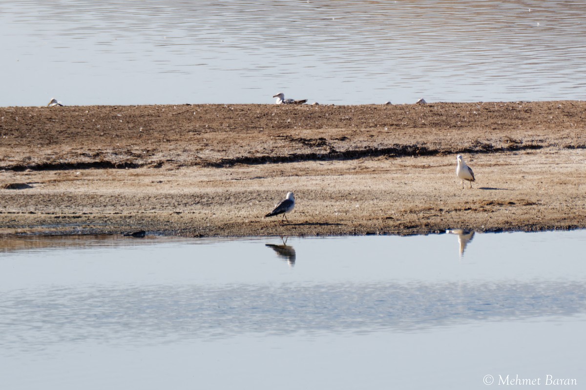 Armenian Gull - ML638908487