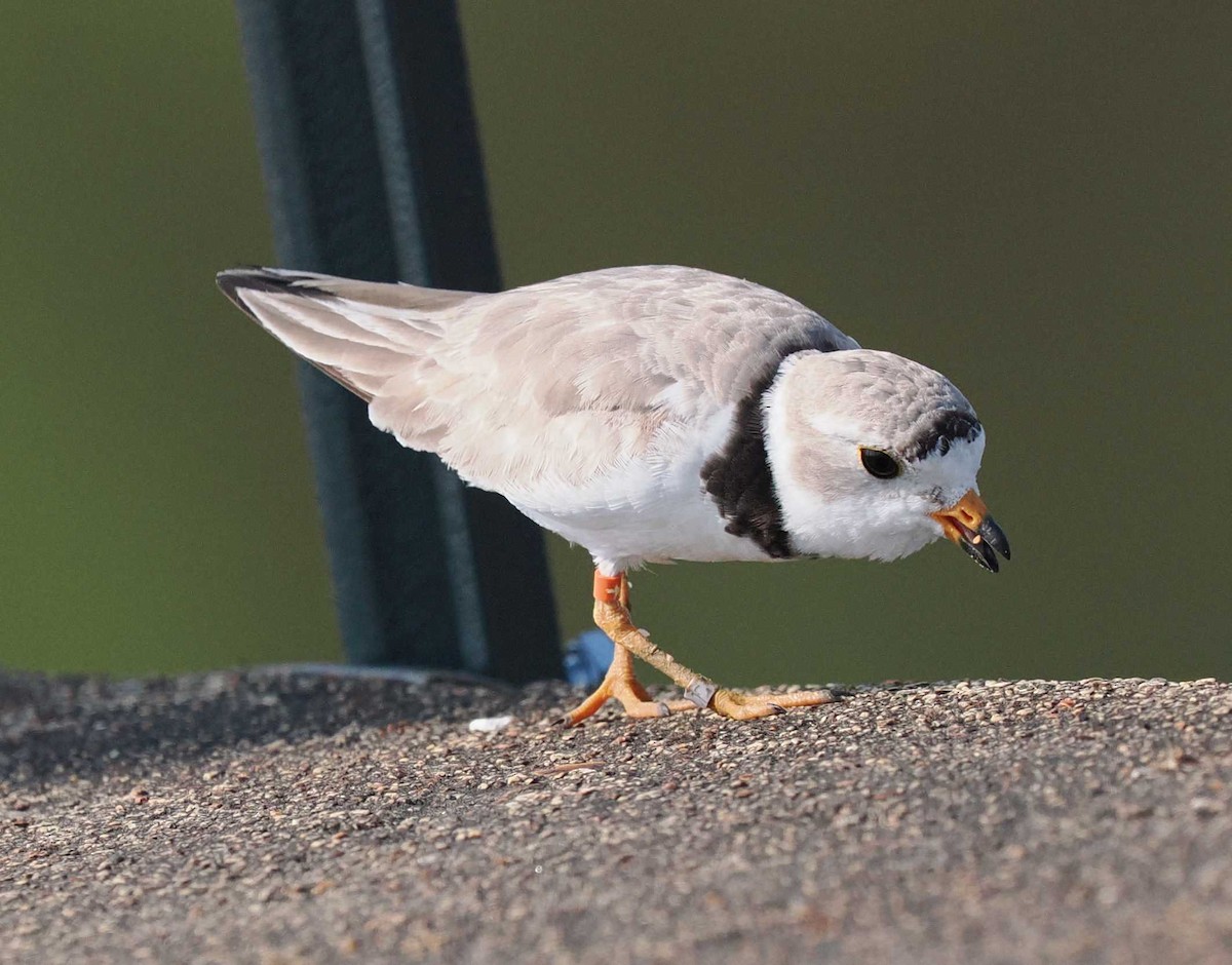 Piping Plover - ML638908493