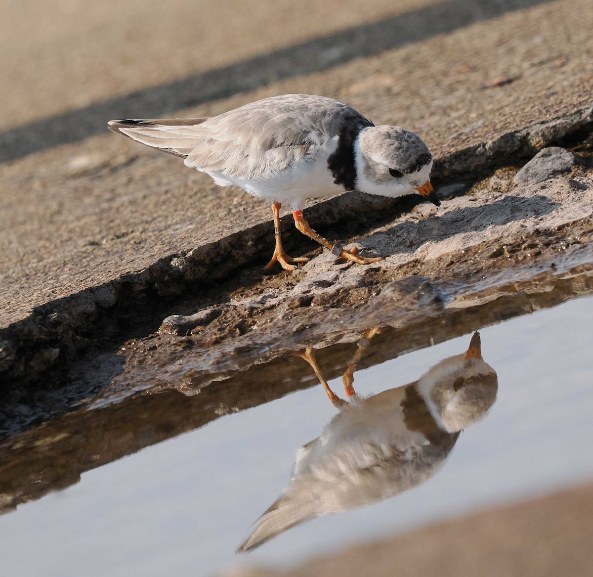 Piping Plover - ML638908495