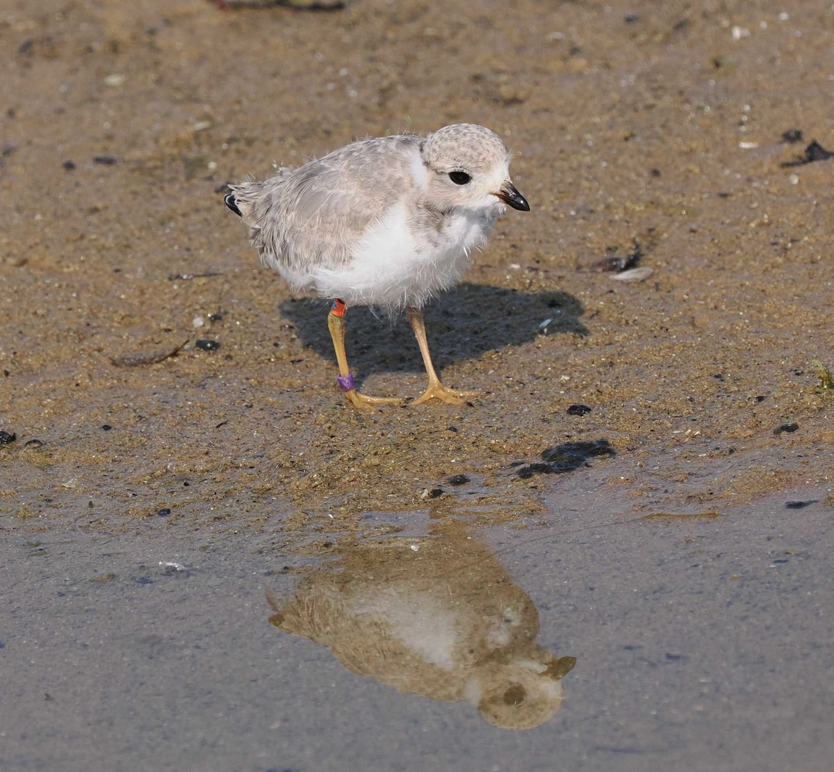 Piping Plover - ML638908496