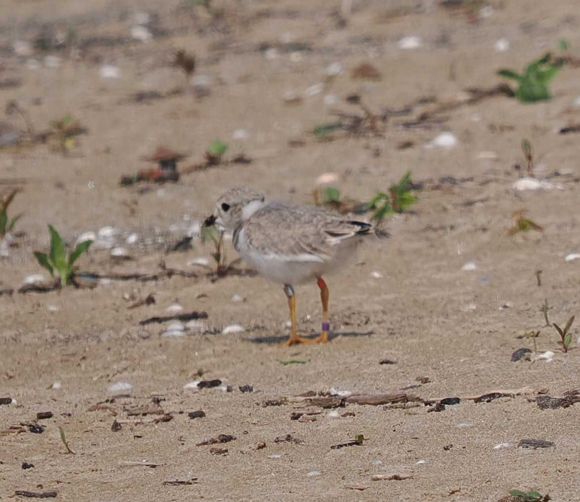 Piping Plover - ML638908497