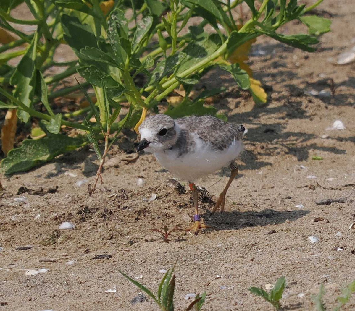Piping Plover - ML638908498