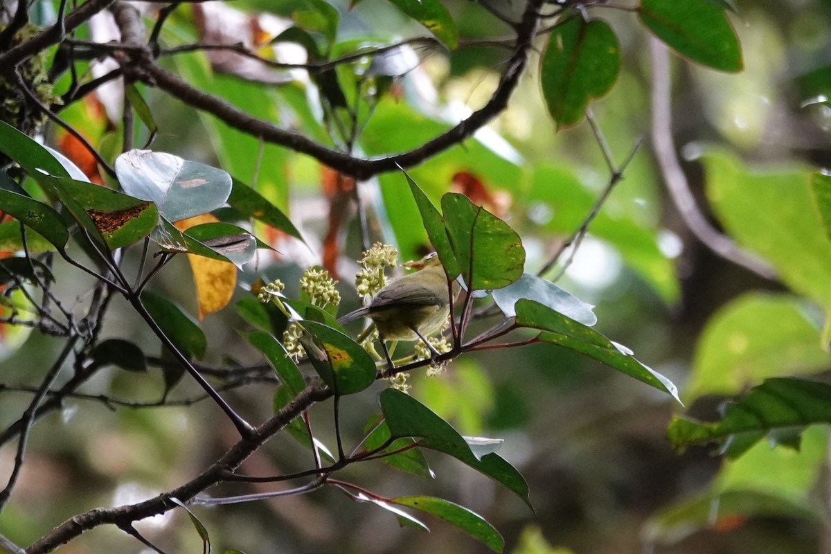 Meratus White-eye - ML638908504