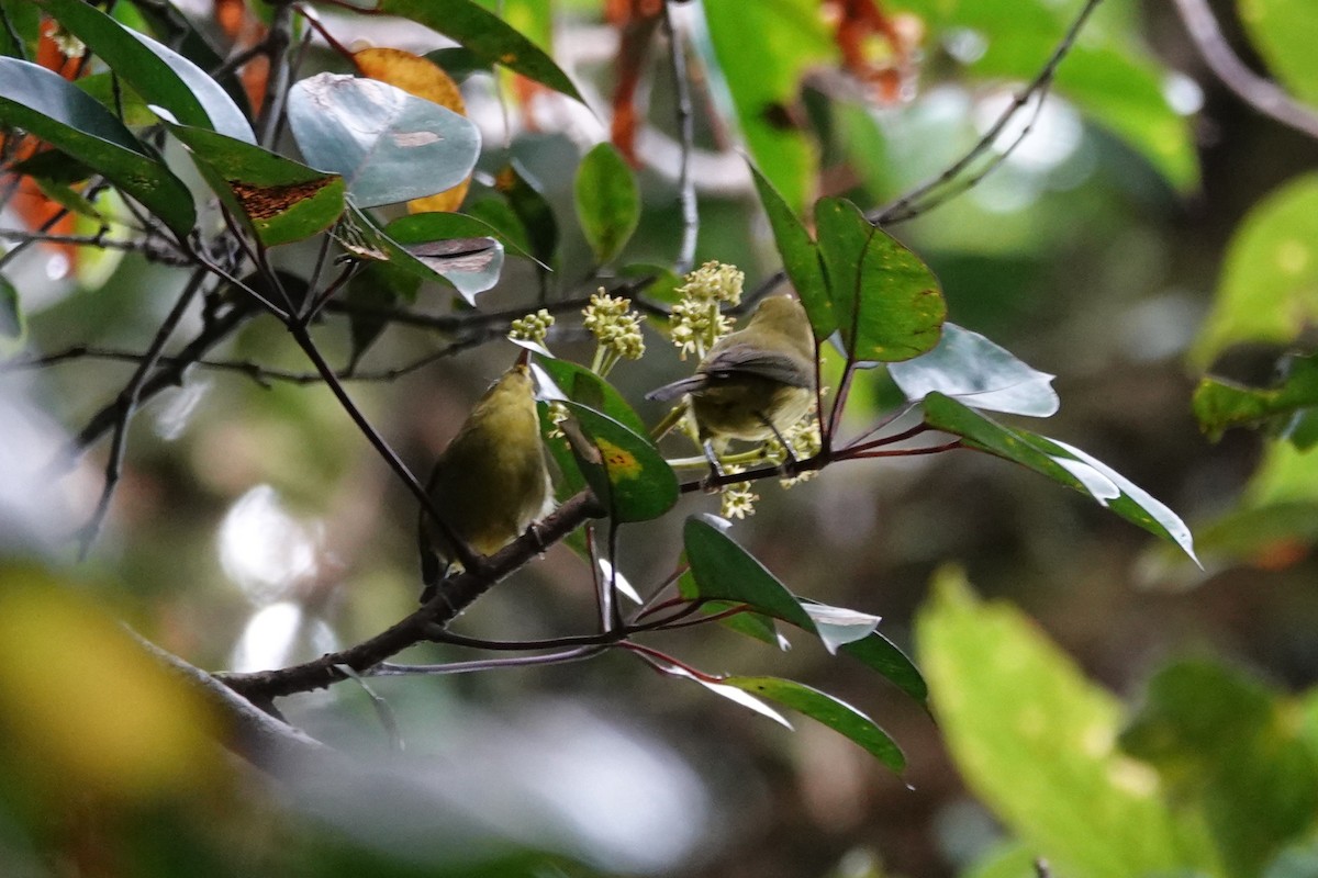 Meratus White-eye - ML638908505