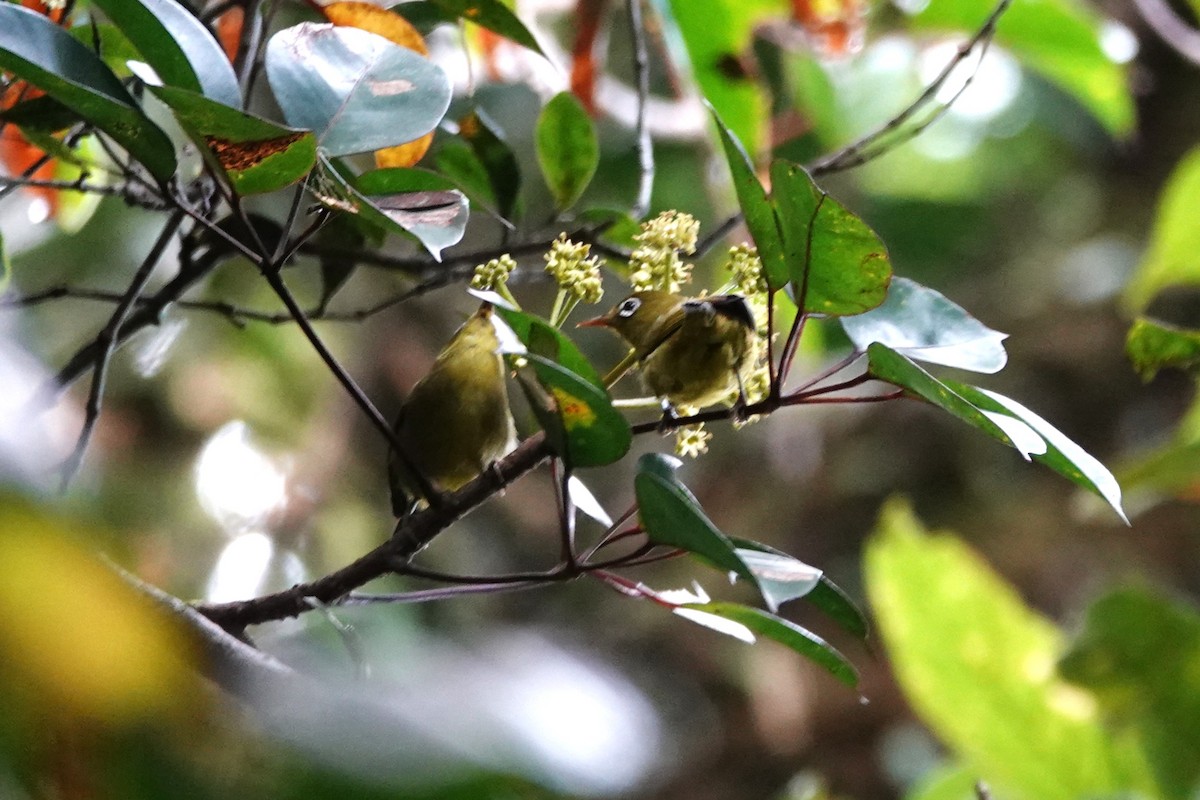Meratus White-eye - ML638908506