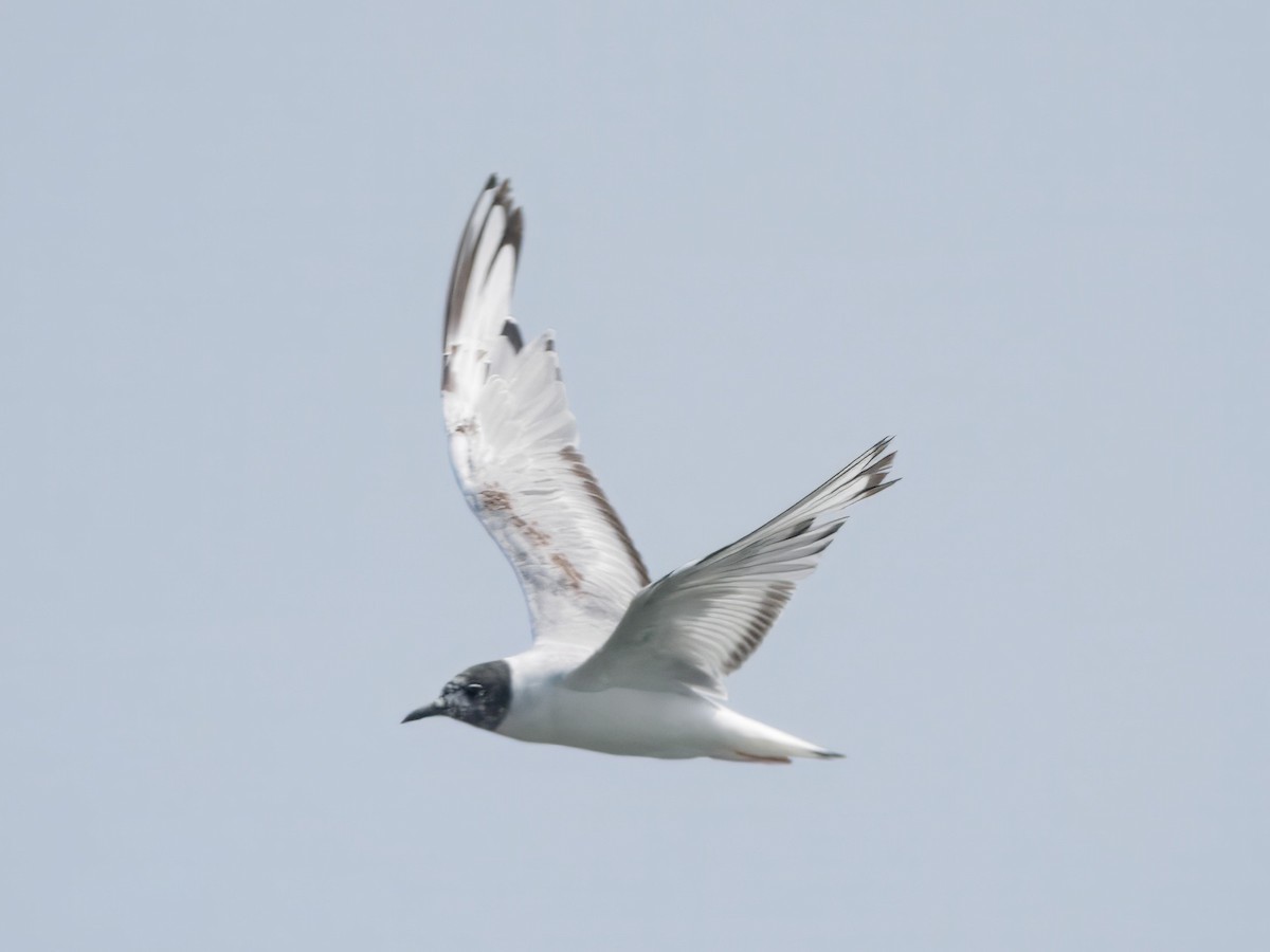 Bonaparte's Gull - ML638908523