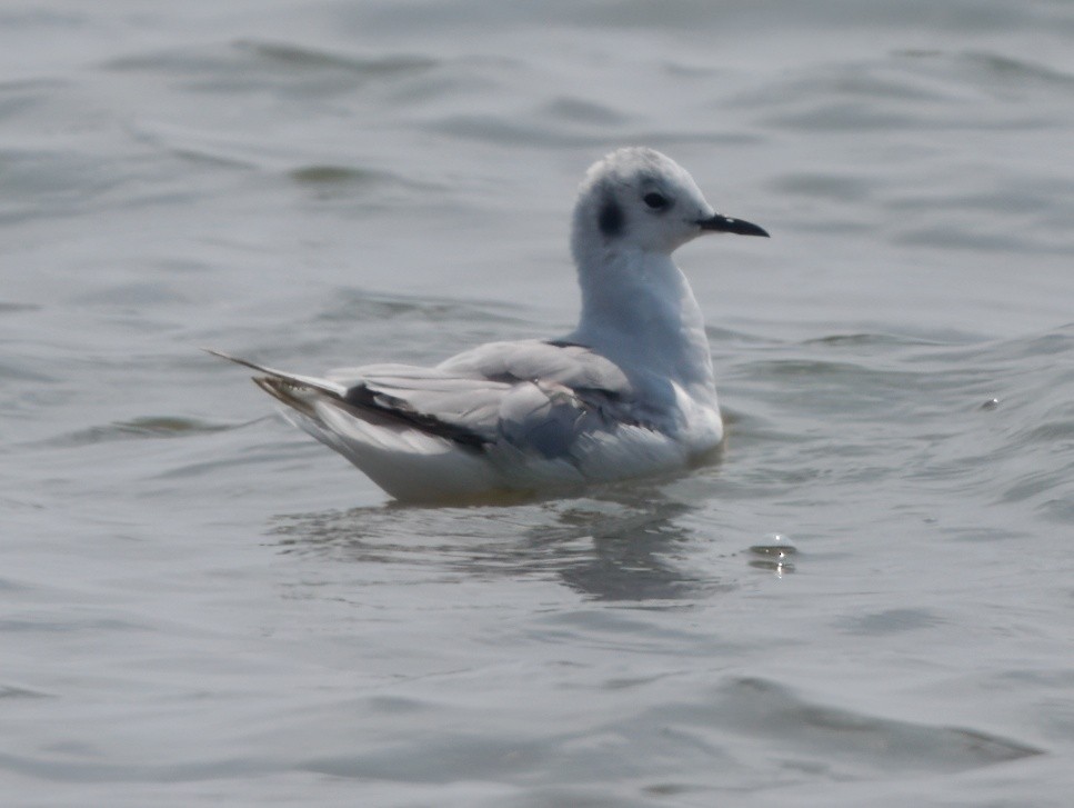 Bonaparte's Gull - ML638908529