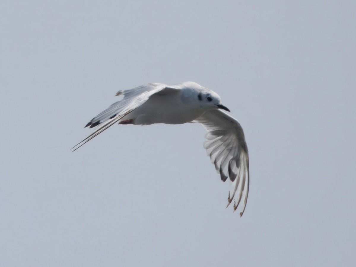 Bonaparte's Gull - ML638908530
