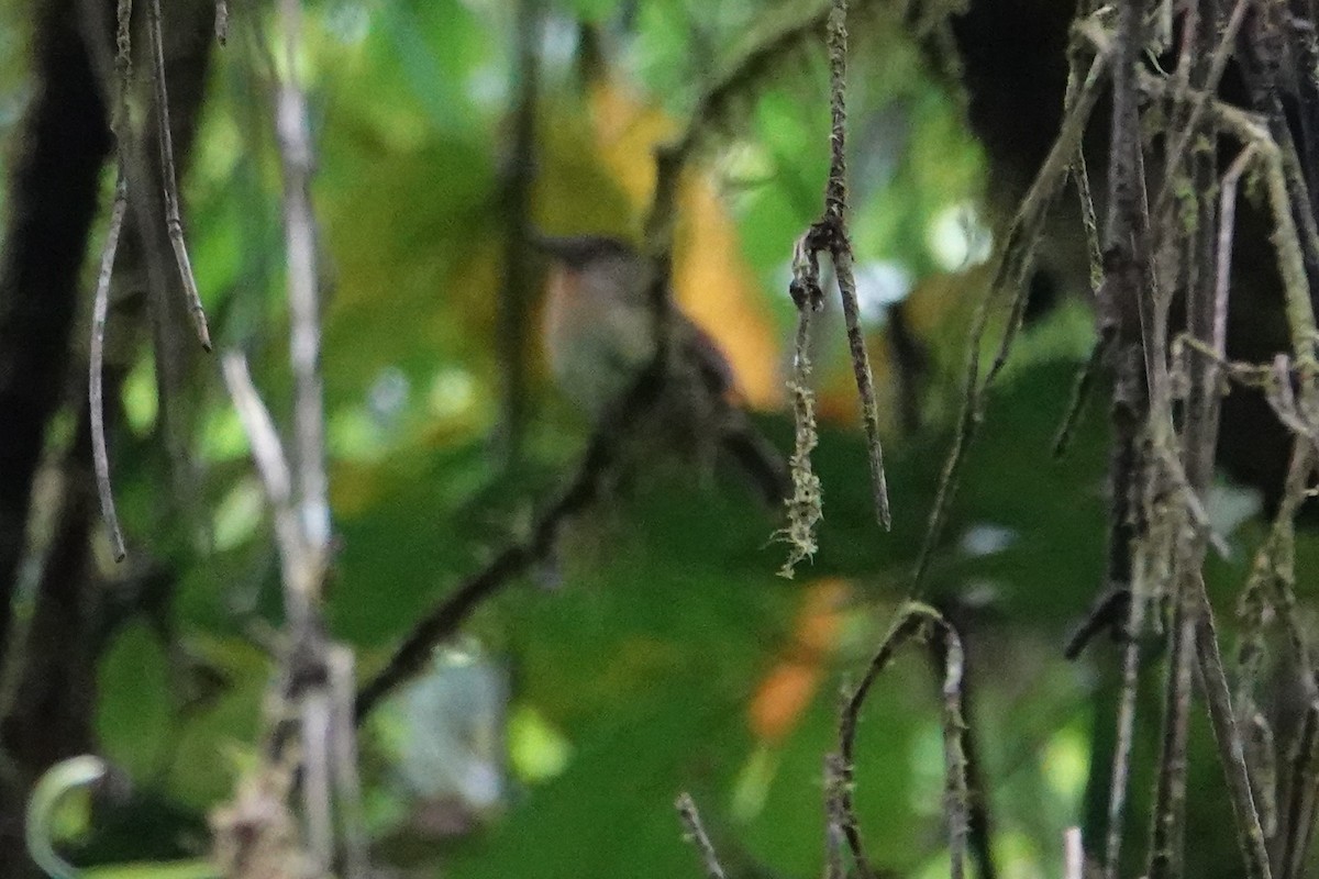 Meratus Blue Flycatcher - ML638908557