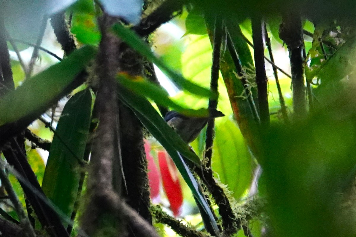 Meratus Blue Flycatcher - ML638908558