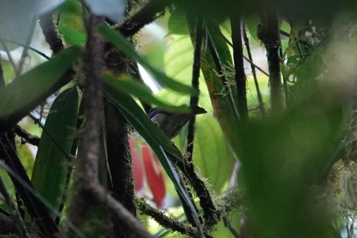 Meratus Blue Flycatcher - ML638908559