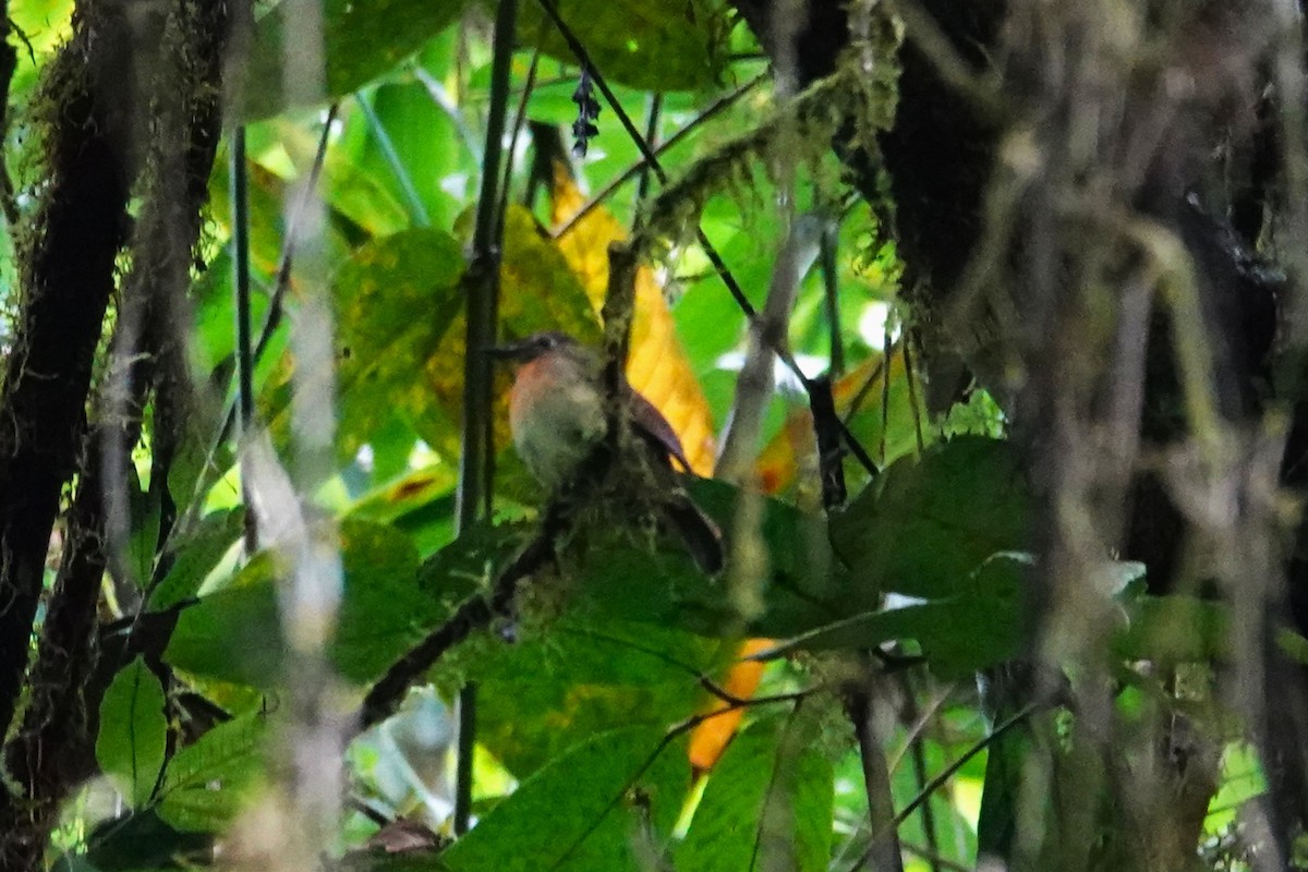 Meratus Blue Flycatcher - ML638908560