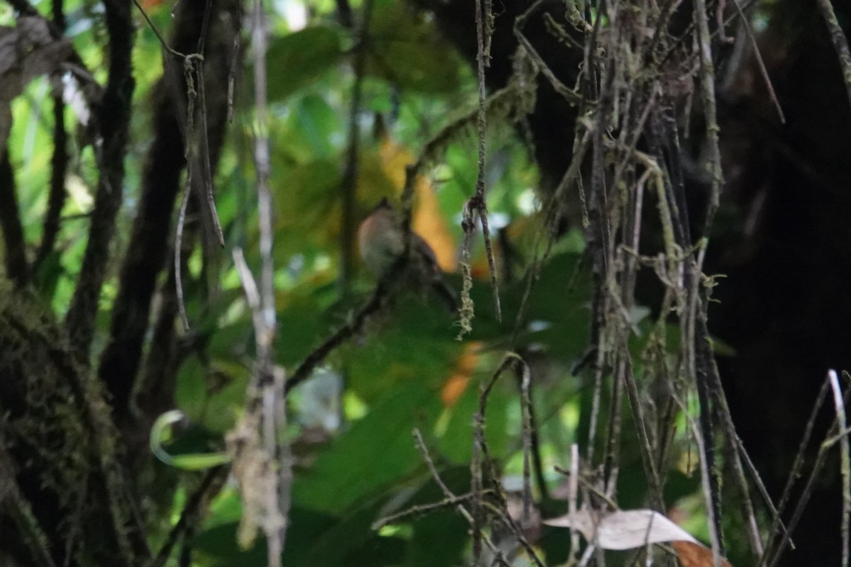 Meratus Blue Flycatcher - ML638908561