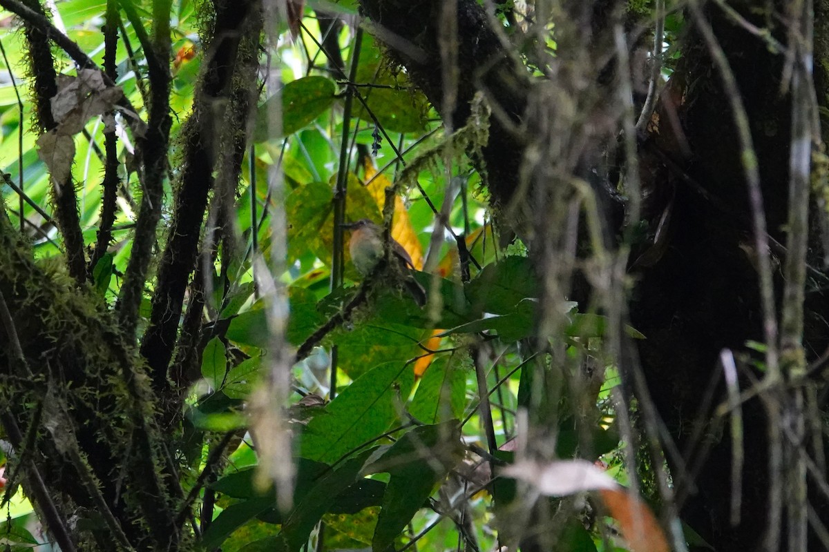 Meratus Blue Flycatcher - ML638908562