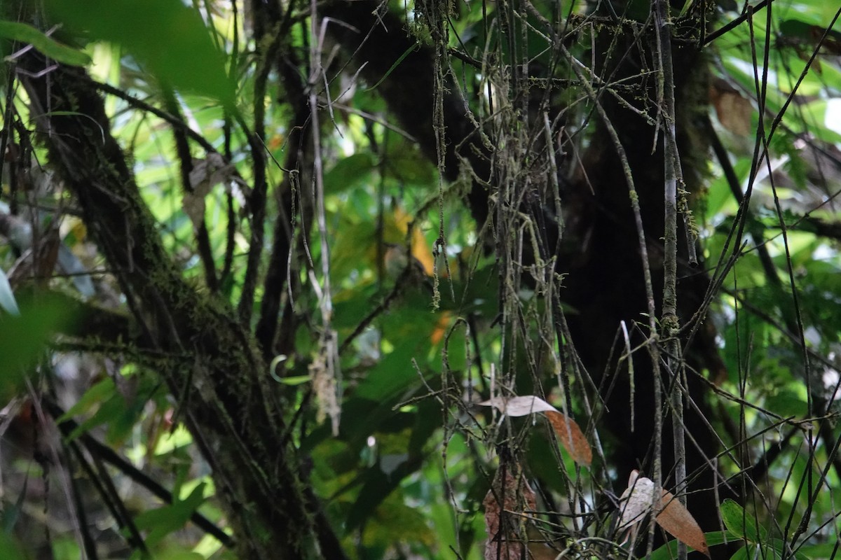 Meratus Blue Flycatcher - ML638908563