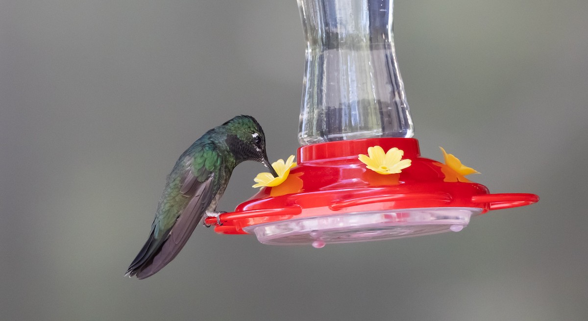 Rivoli's Hummingbird - ML638908577