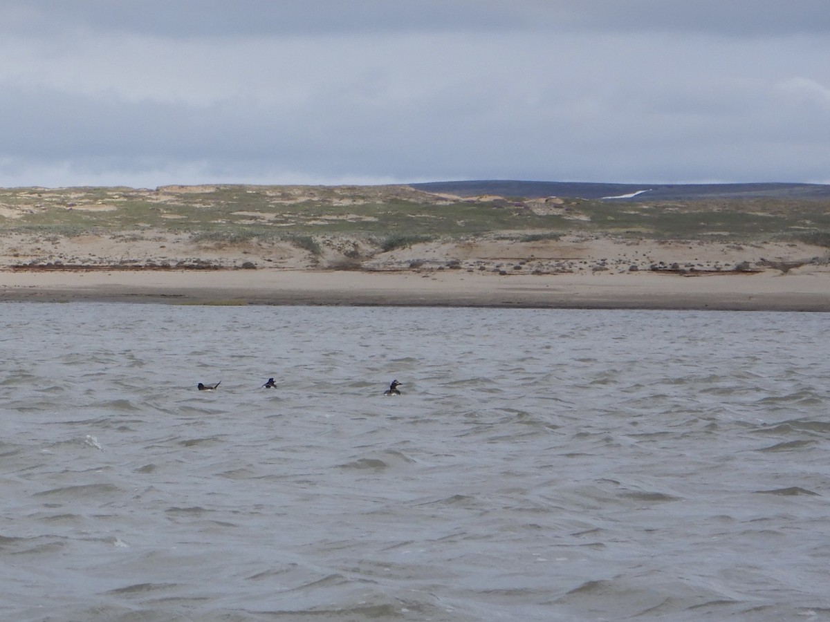 Long-tailed Duck - ML638908580