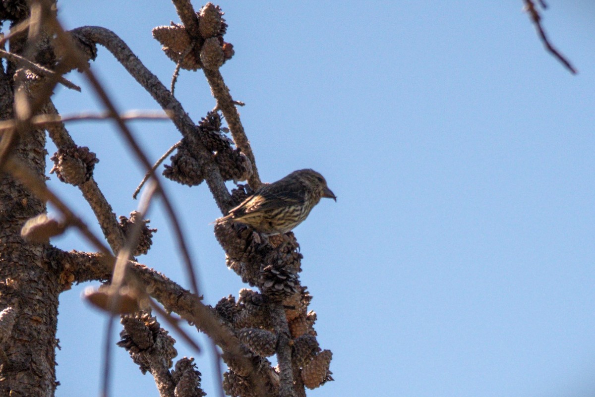 Cassia Crossbill - ML638908582