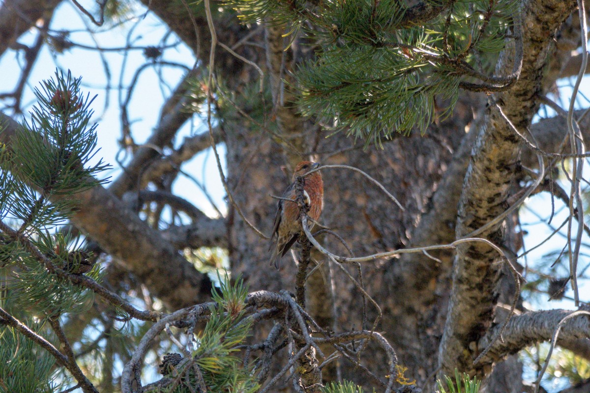 Cassia Crossbill - ML638908583