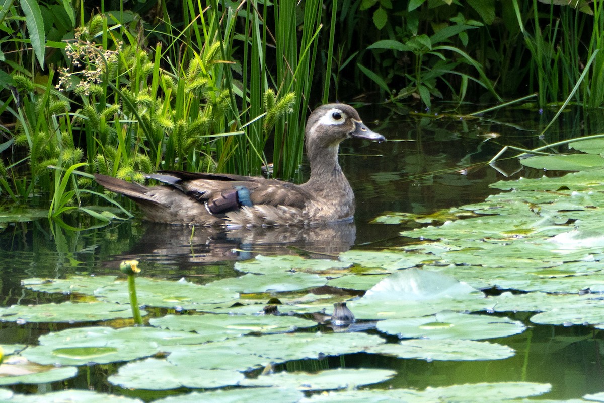 Wood Duck - ML638908596