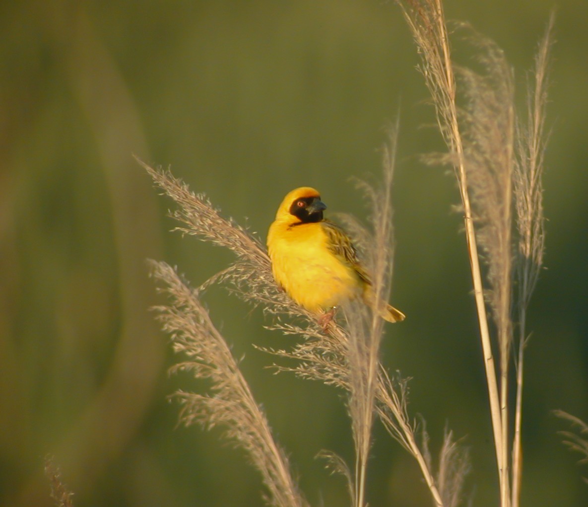 Southern Masked-Weaver - ML638908620